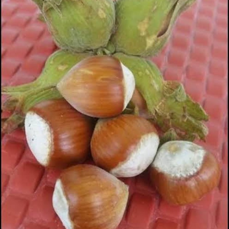 Yağlı tombul fındık