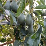 Avakado
